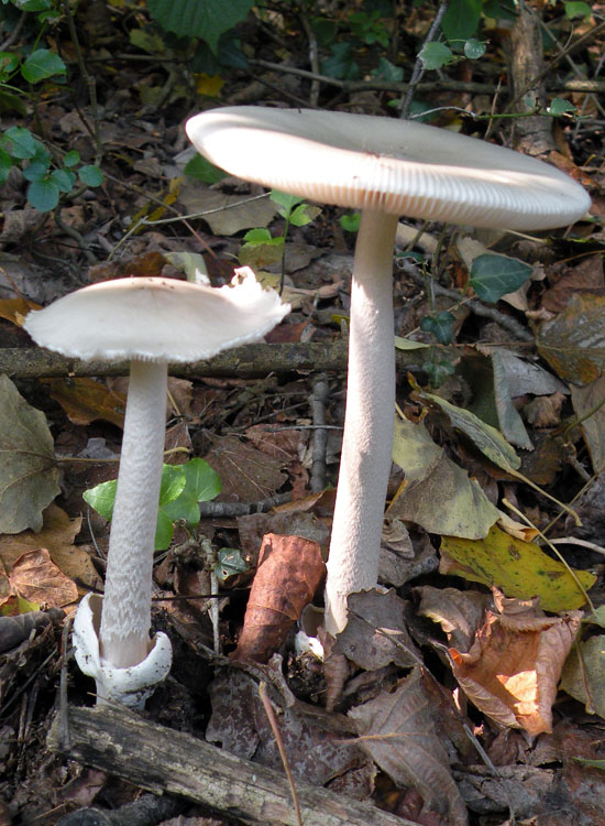 Amanita vaginata?